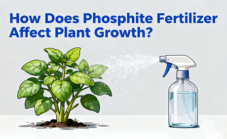 How Does Phosphite Fertilizer Affect Plant Growth.jpg