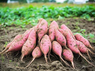 High Concentration Hydrolysate Fertilizer of Microbial Protein