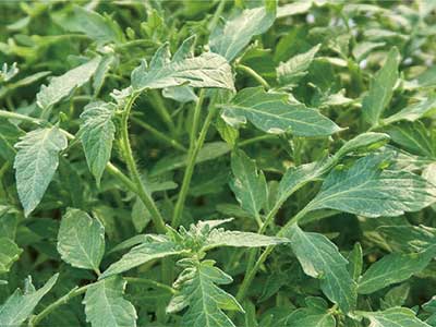 Tomato Growth Control Flowering And Fruiting Enhancers Fertilizer_03