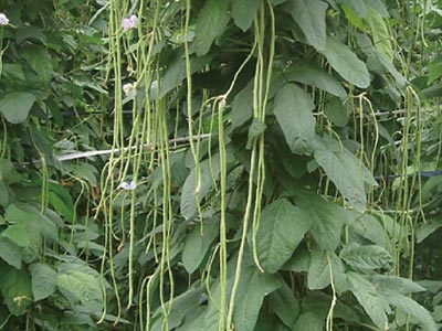 Cell Elongation Enhancing Stimulator Fertilizer_05