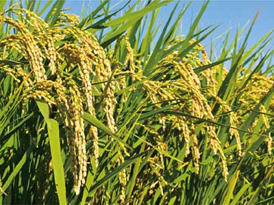 Compound Amino Polysaccharide Fertilizer_06