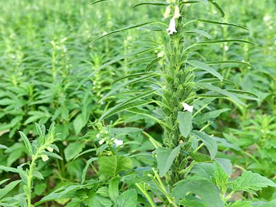 High-Efficiency Rooting And Growth-Promoting Fermented Solution Fertilizer_06