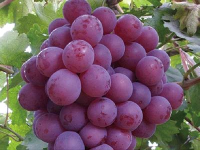 Reproductive Growth Promoter Fertilizer_07