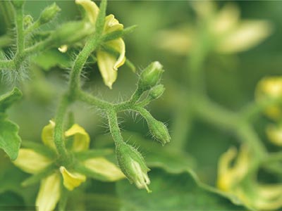 Insect Attractant_04