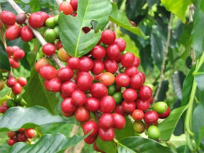 Special For Soil-Borne Root Rot_11