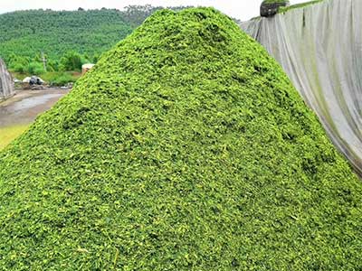 Straw Silage Agent_05