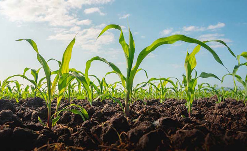 Why High Efficiency NPK Fertilizers Are Essential for Modern Farming?