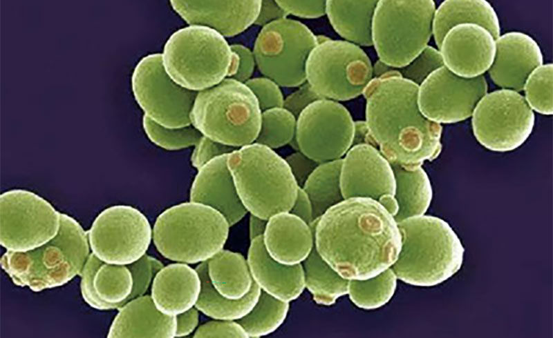 Biocontrole microbiano na agricultura Principais microrganismos e o poder dos cons&oacute;rcios microbianos para a prote&ccedil;&atilde;o sustent&aacute;vel das culturas_04