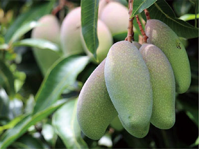 Compound Protein Organic Liquid Fertilizer