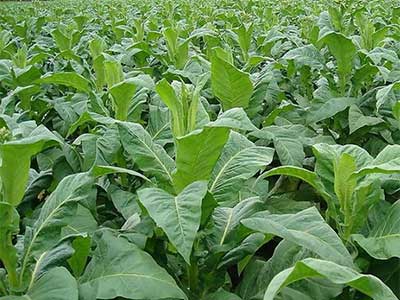 High Concentration Hydrolysate Fertilizer of Microbial Protein