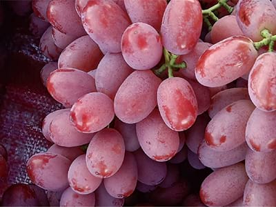 Marine Fish Protein Concentrate