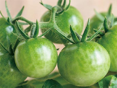 Tomato Coloring Enhancers Fertilizer_05