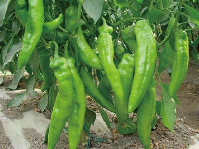 Cell Elongation Enhancing Stimulator Fertilizer_06
