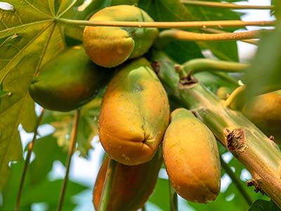 Cell Proliferation Promoter Fertilizer_05