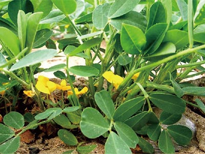 High Efficiency Flower Promoter Fertilizer_03