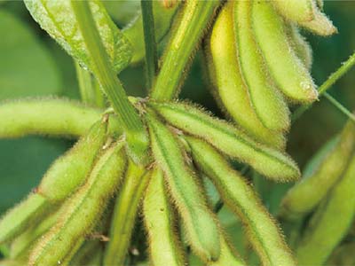 Glucan Boron Fertilizer_09