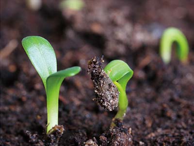 High-Efficiency Rooting And Growth-Promoting Fermented Solution Fertilizer_08