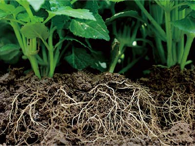 Plant Acid (Tertiary Purification Process)_11