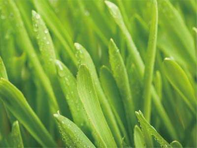 Special For Soil-Borne Root Rot_05