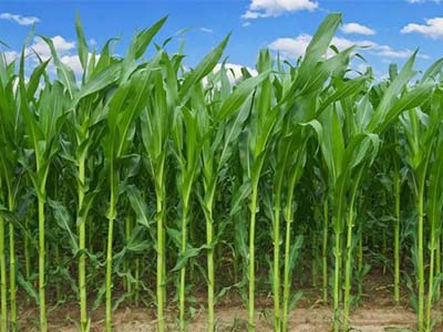 Straw Silage Agent_07