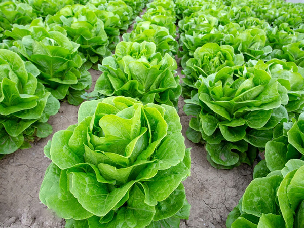 Active Collagen Peptides_08