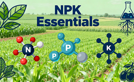 NPK Essentials · Understanding the Role and Power of Nitrogen, Phosphorus, and Potassium_01.jpg