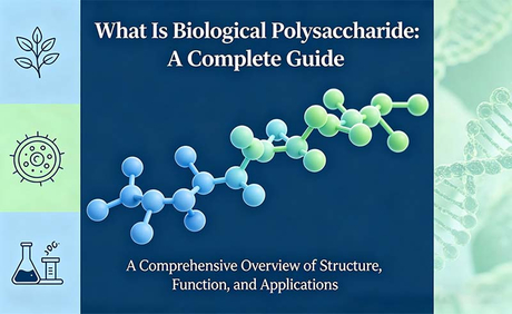 What Is Biological Polysaccharide A Complete Guide.jpg