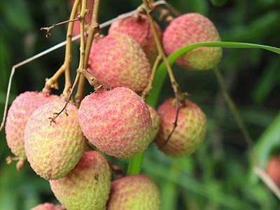 Capsule Oligopeptide Organic Potassium Fertilizer