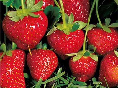 Berries