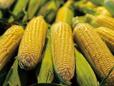 Plant Anti-Stress Immune Protein Solution Fertilizer_09