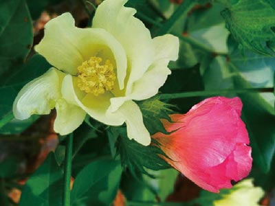 High Efficiency Flower Promoter Fertilizer_04