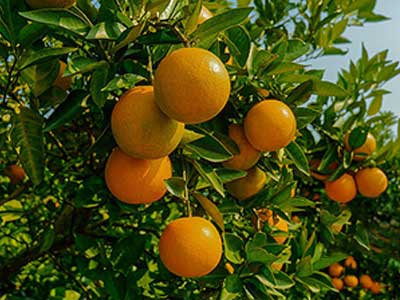 High Concentration Fulvic Acid Active Solution Fertilizer_07
