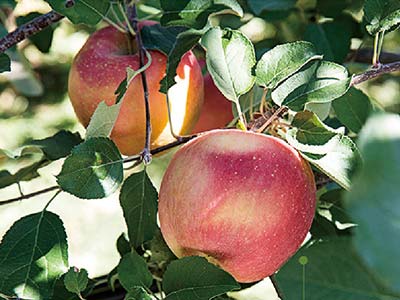 High-Efficiency Rooting And Growth-Promoting Fermented Solution Fertilizer_07