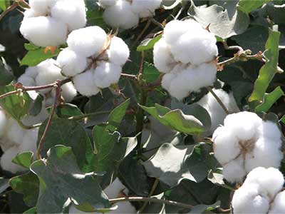 Microbial Anti-Stress Rooting Fertilizer_10
