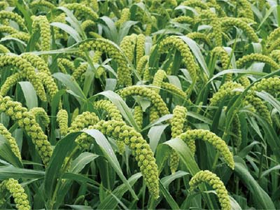Soil Salt Reduction And Moisture Retention Agent_10