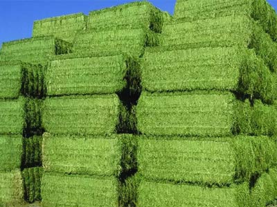 Straw Silage Agent_06