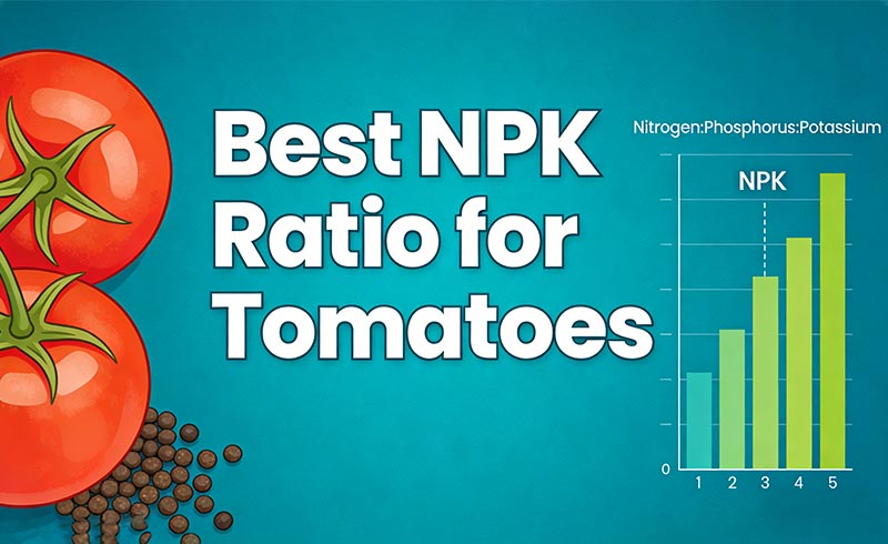 Best NPK Ratio for Tomatoes