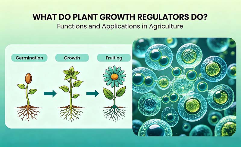 O que os reguladores de crescimento de plantas fazem.jpg