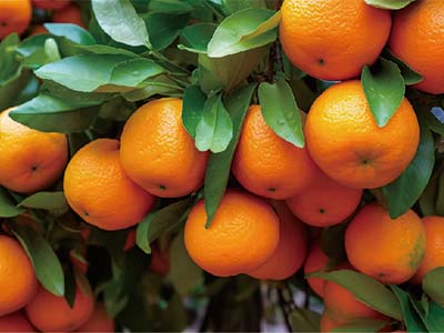 Fruit Trees