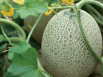 Cell Elongation Enhancing Stimulator Fertilizer_08