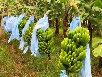 Aminooligosaccharides Fertilizer_07