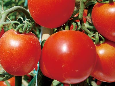 High Efficiency Plant Flower And Fruit Accelerator Fertilizer_05