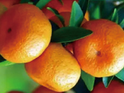 Cell Proliferation Promoter Fertilizer_07