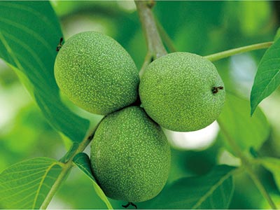 JINMAI Acceleration&reg; Plant Growth Regulator_08