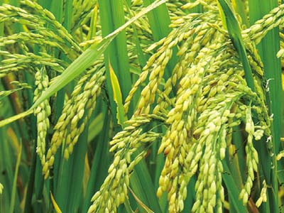 JINMAI Bountiful Harvest&reg; Plant Growth Regulator_07
