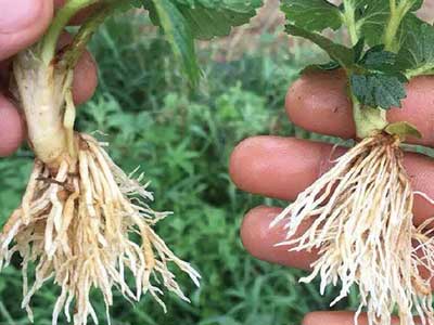 Compound Enzyme Soil Improvement Bacteria Growth Agent_06