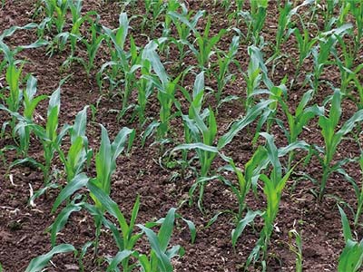 Microbial Anti-Stress Rooting Fertilizer_07