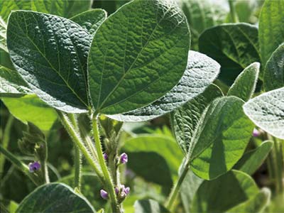 Biocontrol Agent Of Root-Knot Nematode_04