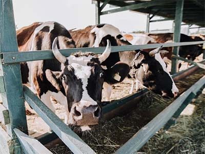 Straw Silage Agent_09