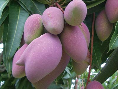 Drought-Resistant Water Retaining Agent_09